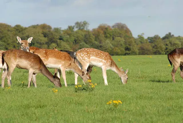 Phoenix Park